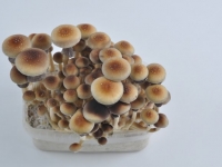 Mature golden teacher mushrooms