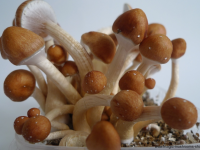 Golden Teacher Psilocybe cubensis