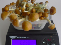 Harvest Golden teacher mushrooms