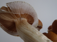 Magic mushroom veil break