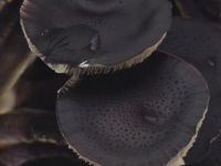 Golden Teacher magic mushroom covered in spores