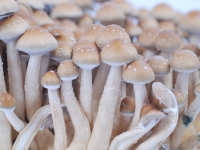 Psilocybe cubensis Hawaiian PES