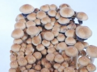 Hawaiian PES magic mushrooms