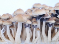 Hawaiian PES cubensis grow kit