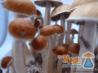 mckennaii champignon magique