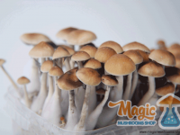 growing shrooms with a mckennaii grow kit