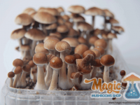 cubensis cultivation