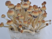 Orissa India magic mushrooms grow kit