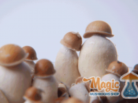 Detailled photo Penis Envy magic mushrooms