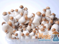 The mushroom growkit in full effect