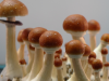 Thai cubensis mushroom